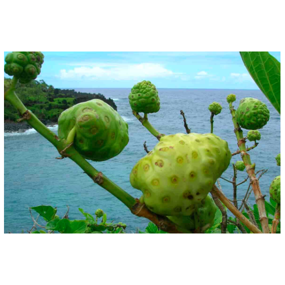 Tahitian Noni® Original. 4 x 1 liter flasker