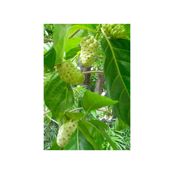 Tahitian Noni® Original. 1 liter flaske