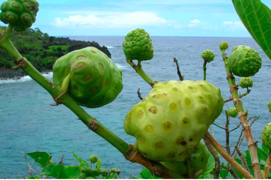 noni
